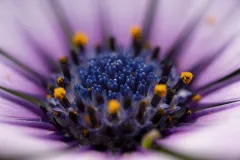 90mm-f2.8-Ultra-APO-2560px-v13