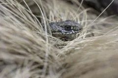 90mm-f2.8-Ultra-APO-2560px-v14